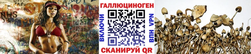 Псилоцибиновые грибы Cubensis купить Болотное